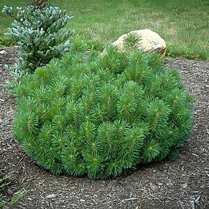DWARF MUGO PINE (PINUS MUGO ‘VAR. PUMILO’)