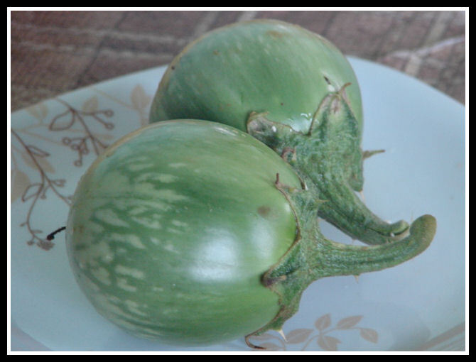 NAMAKKAL MULLU KATHARI - BRINJAL
