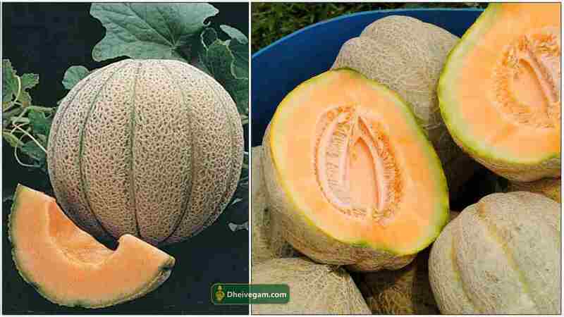 MUSKMELON (முலாம்பழம்)