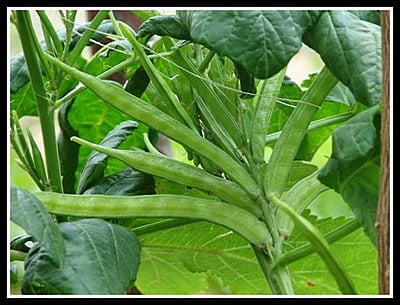 Cluster Beans small  (பல கிளை சின்ன கொத்தவரை)