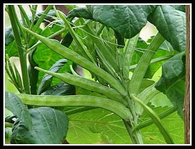 Cluster Beans small  (பல கிளை சின்ன கொத்தவரை)