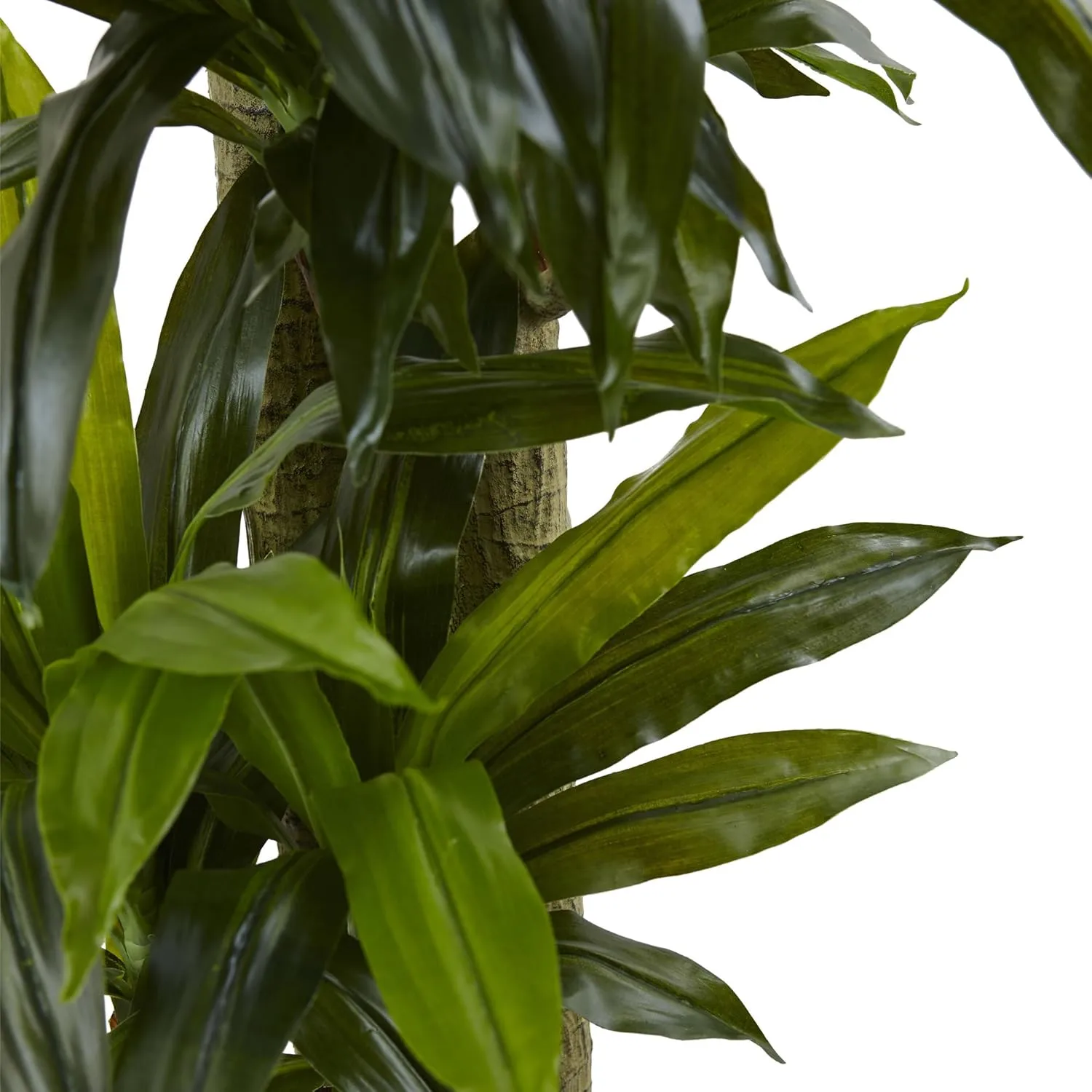 Nearly Natural 5-1/2ftH Polyethylene Cornstalk Dracaena Plant With Clay Planter, Black Wash/Green