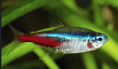 Neon Tetra — School of 6