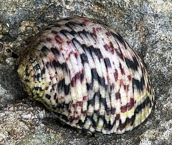 Nerite Snail SW M