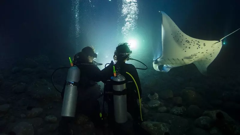 Night Dive