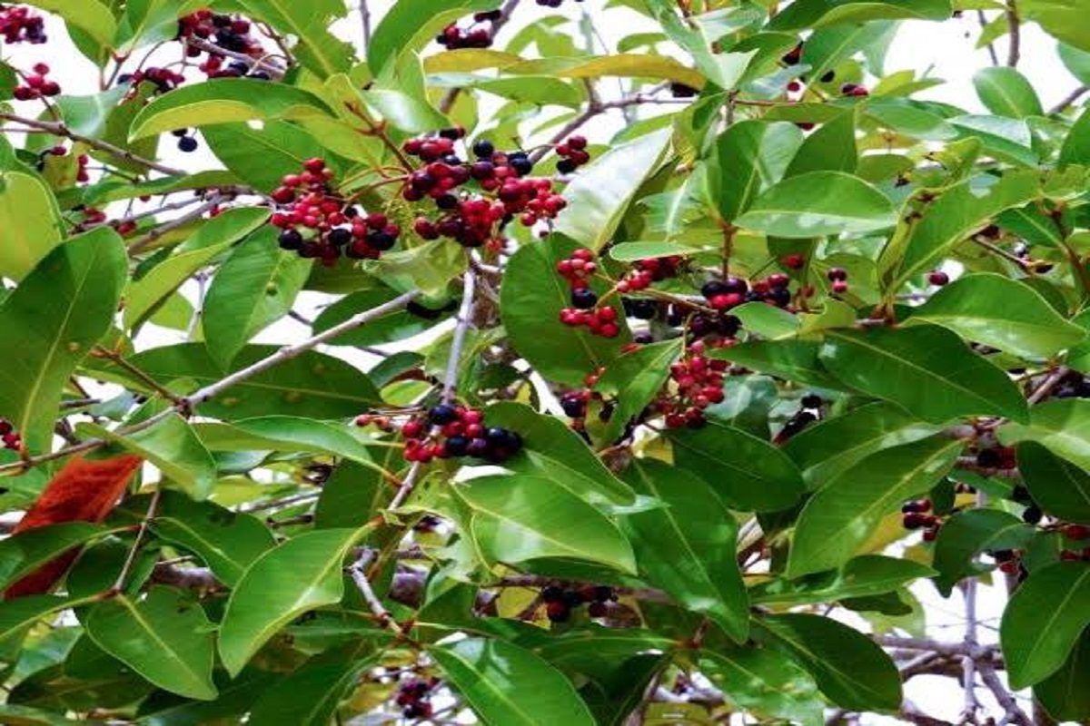 Naval Tree | நாவல் விதை