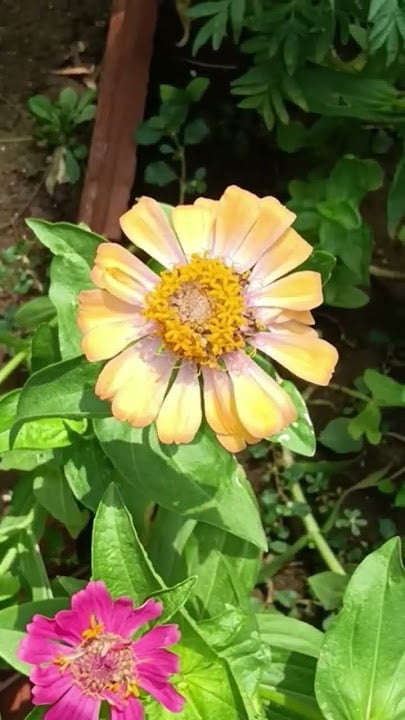 ஜீனியா பூ | Genniya poo