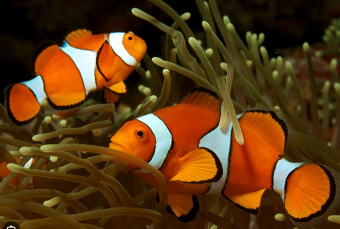 Ocellaris Clownfish
