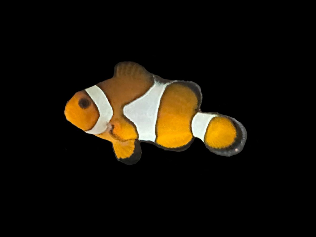 Ocellaris Clown Wild M