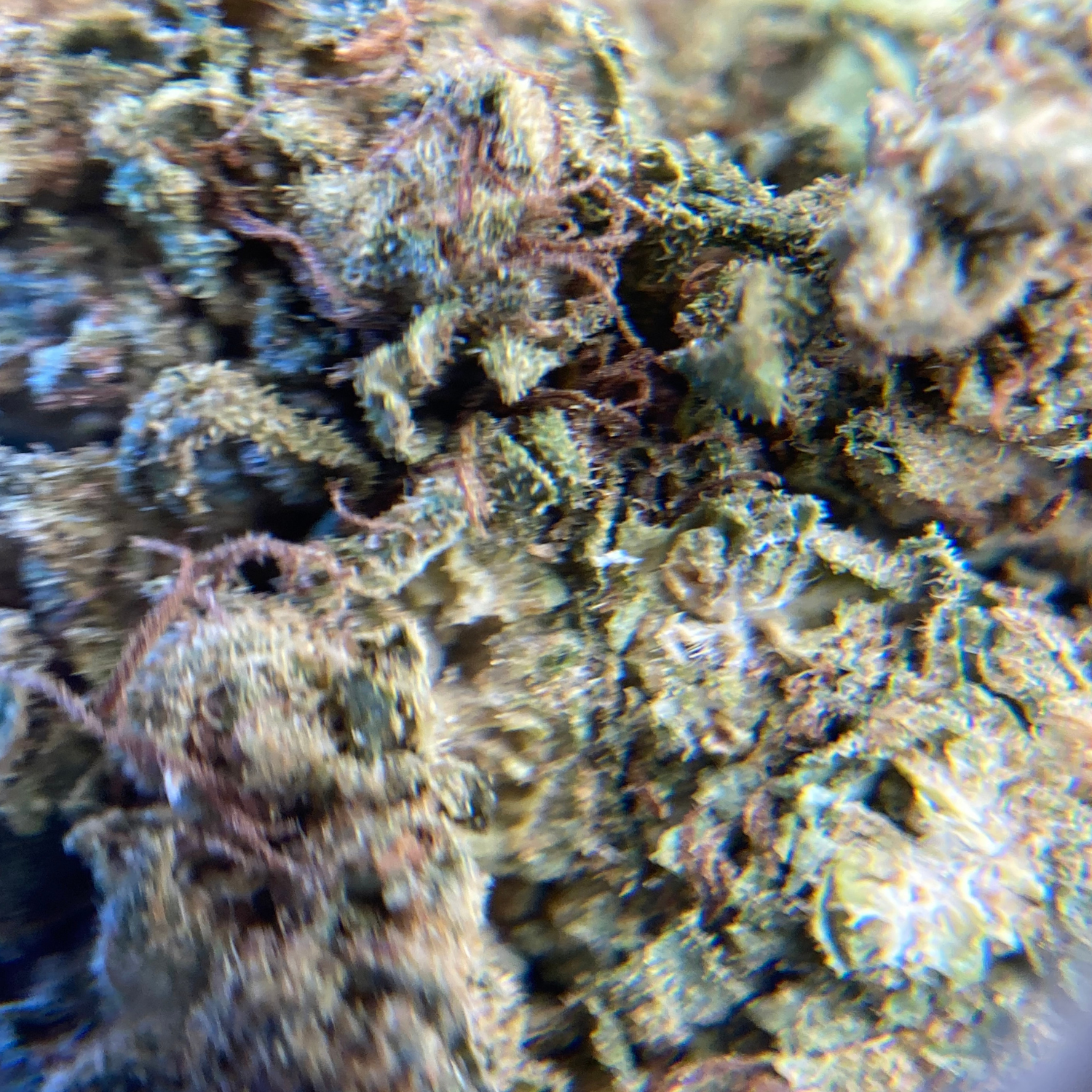 OG Kush Greenhouse Exótica
