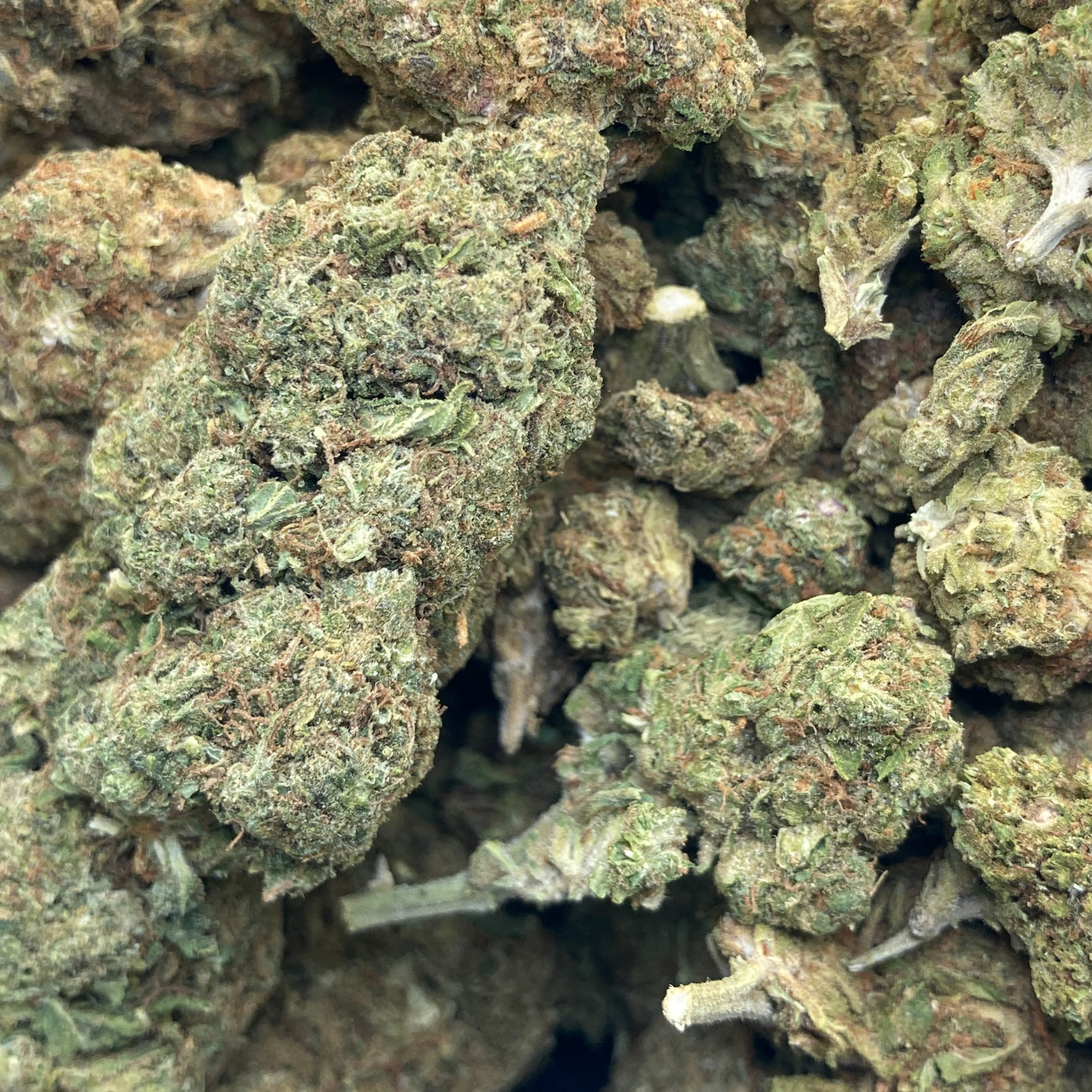 OG Kush Greenhouse Exótica