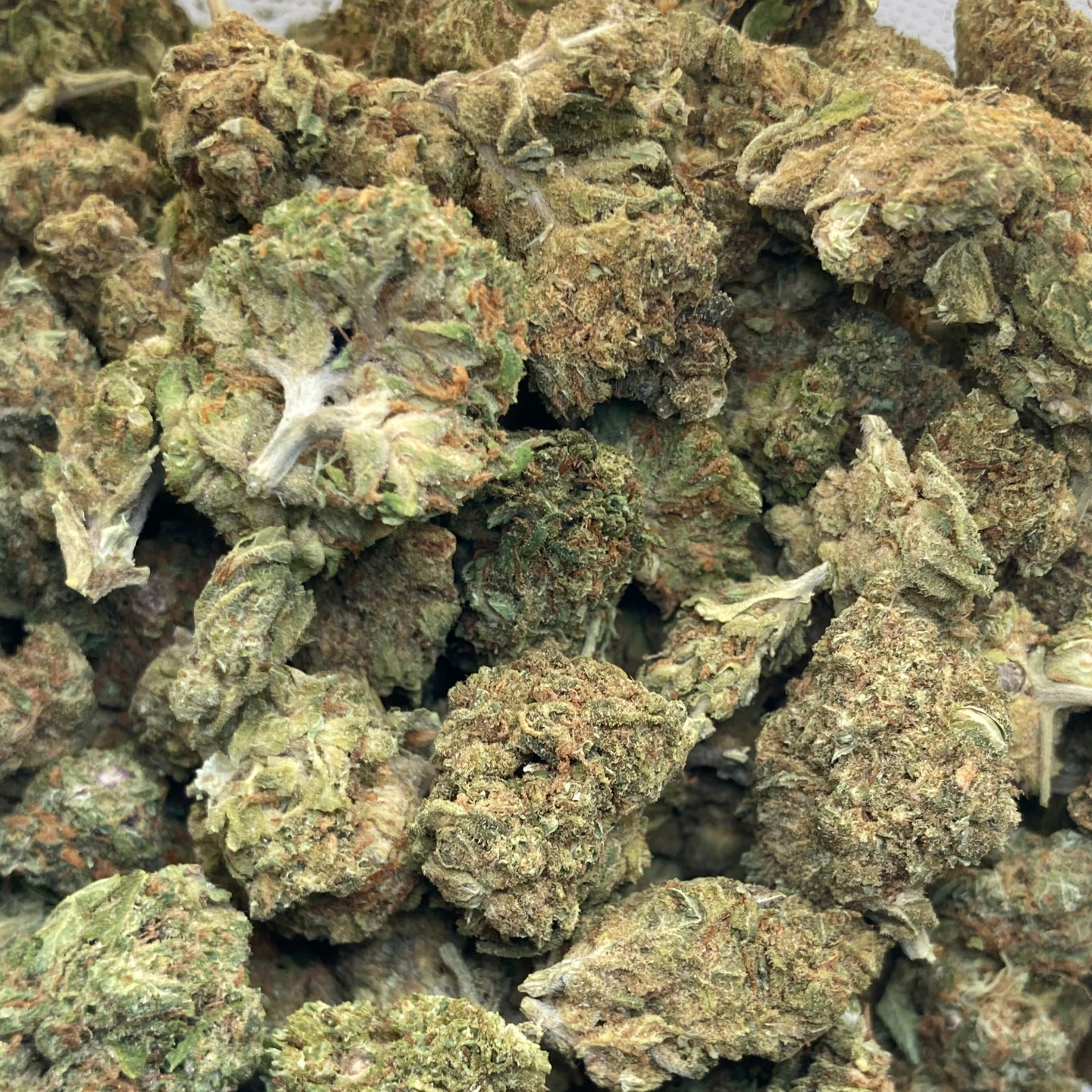 OG Kush Greenhouse Exótica