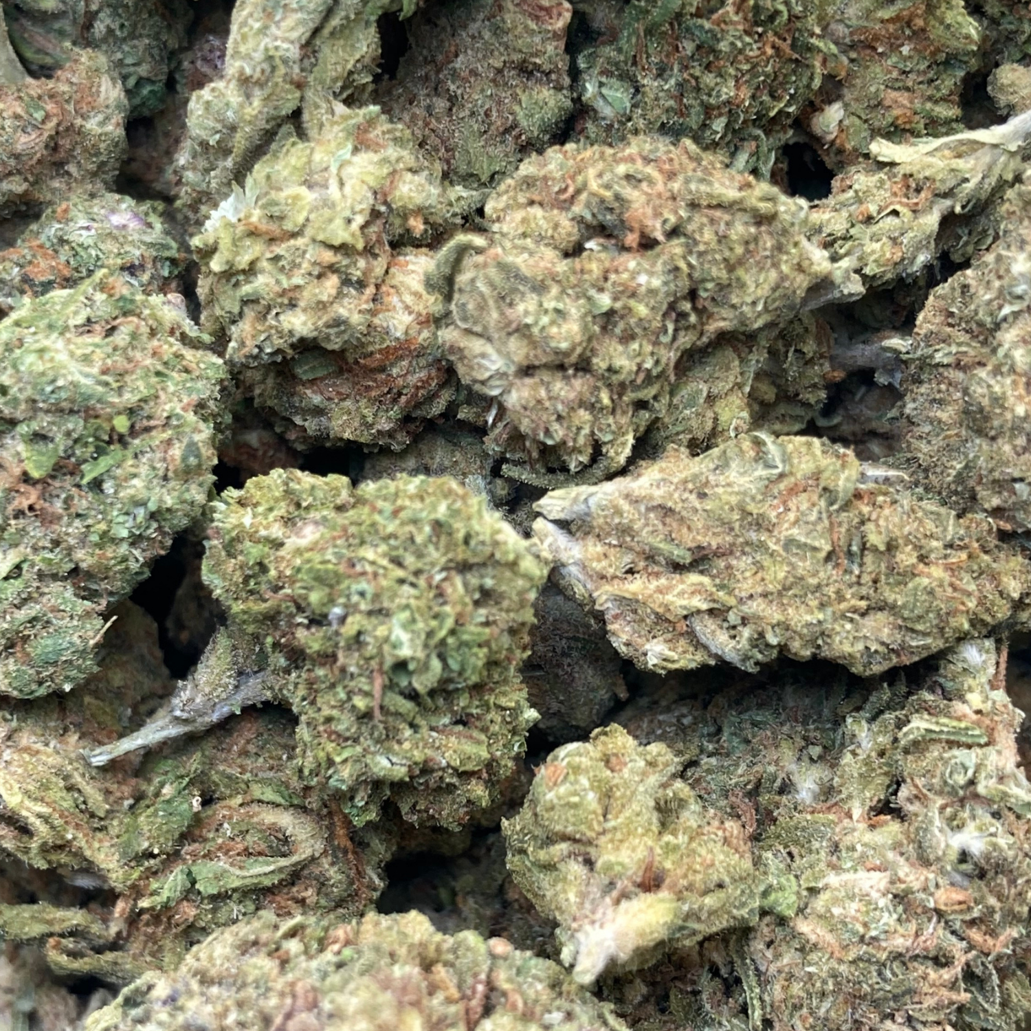OG Kush Greenhouse Exótica