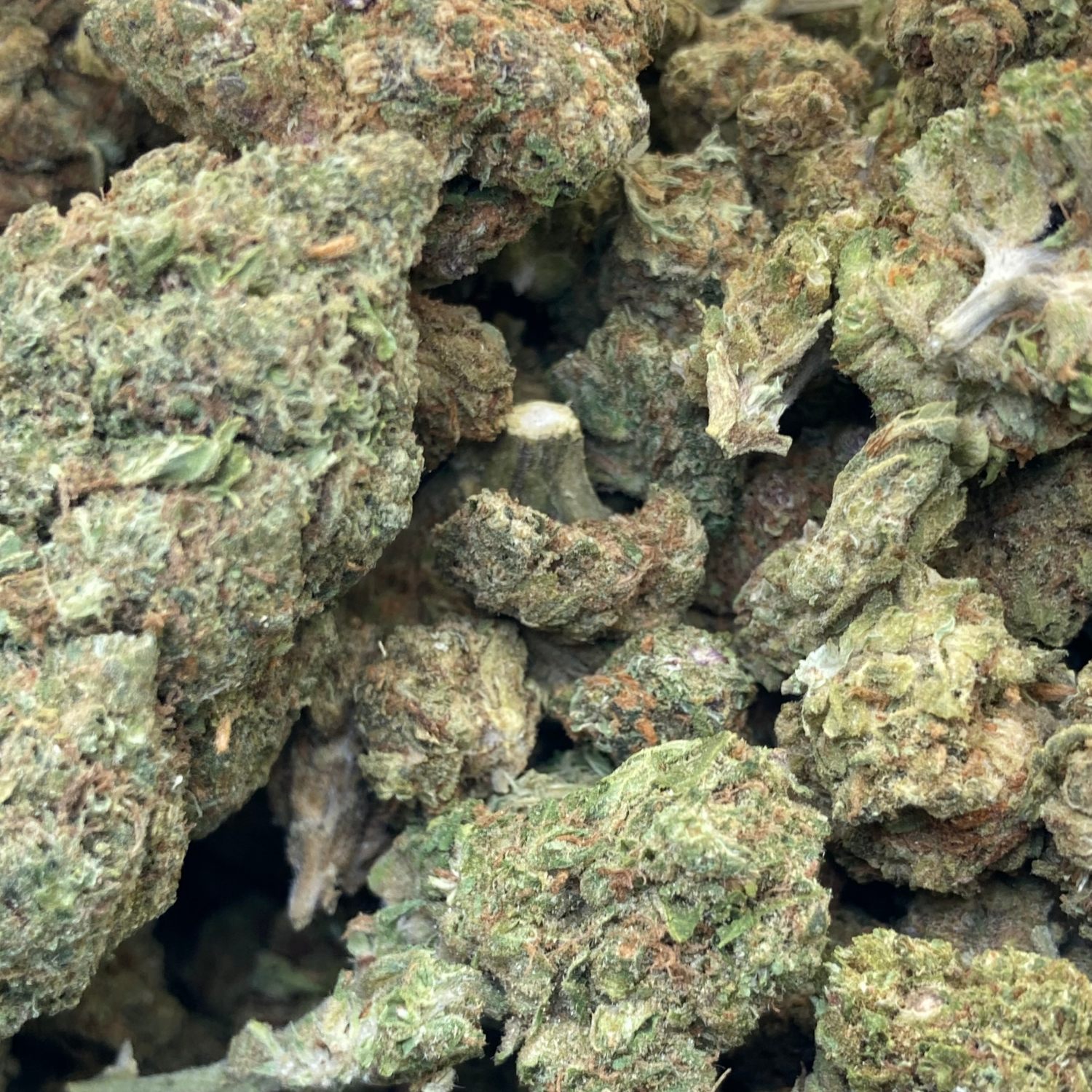 OG Kush Greenhouse Exótica