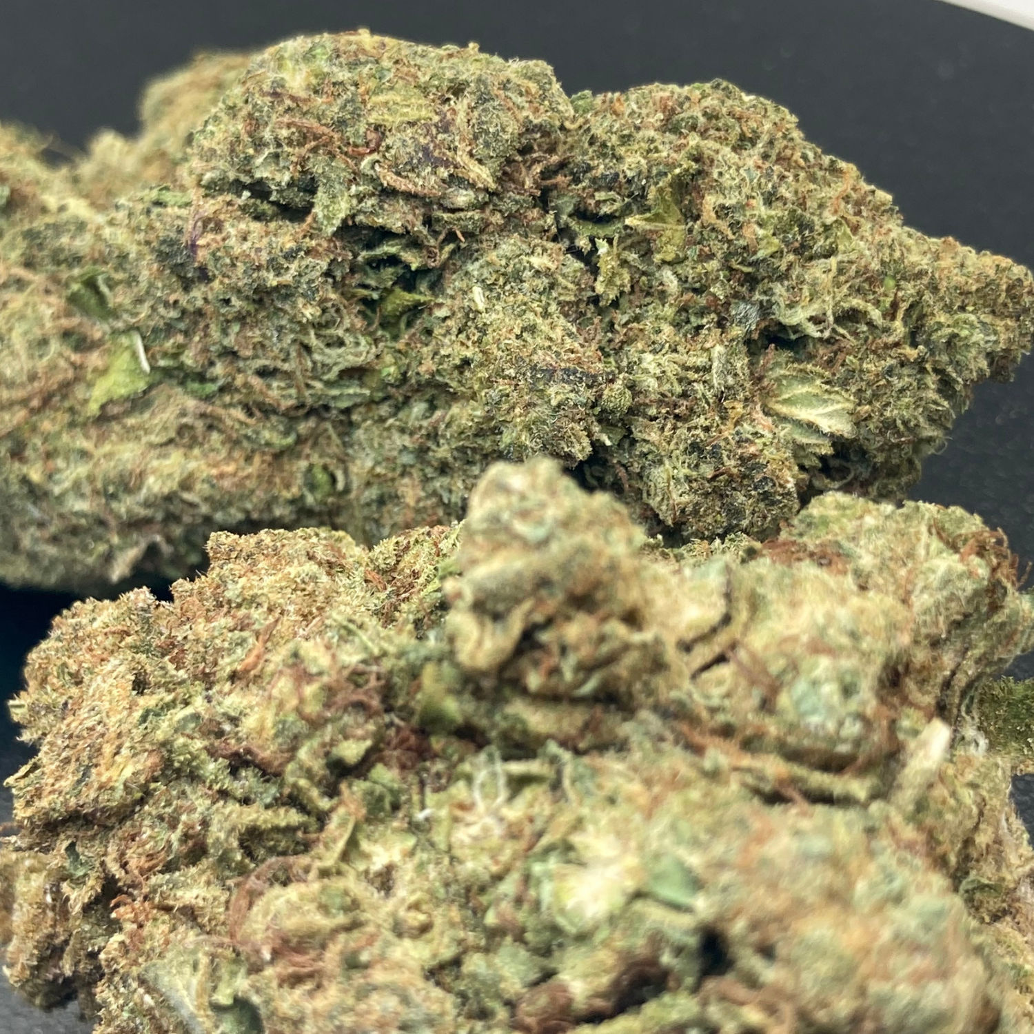 OG Kush Greenhouse Exótica