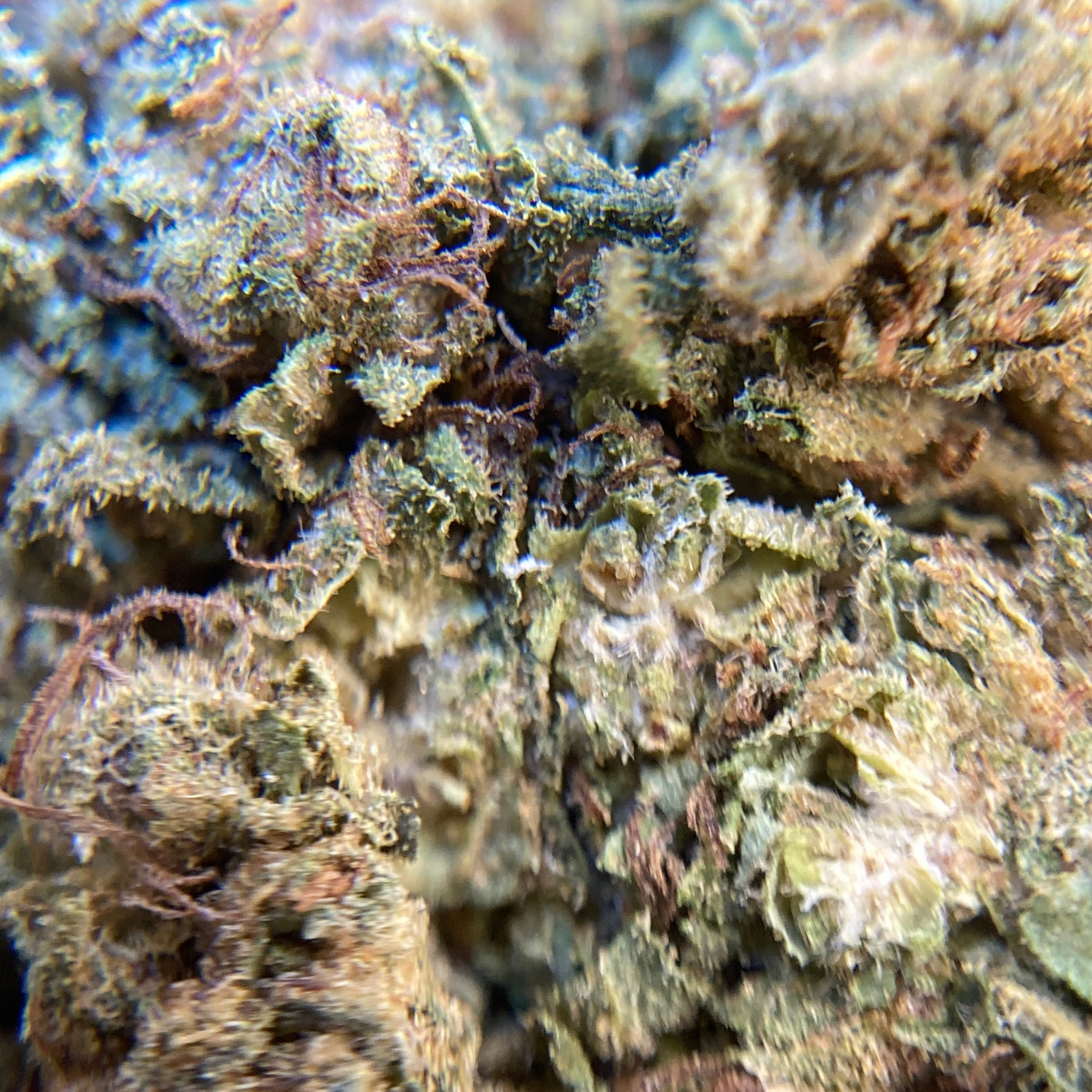 OG Kush Greenhouse Exótica
