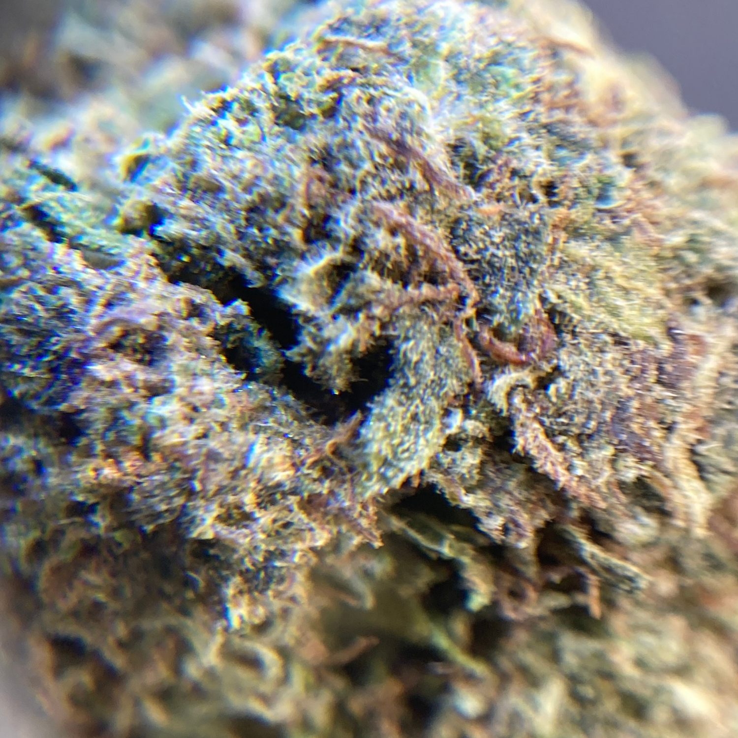 OG Kush Greenhouse Exótica
