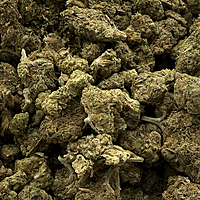 Orange Mintz Indoor Clásica