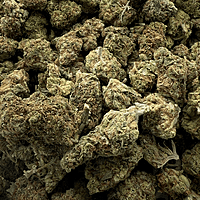 Orange Mintz Indoor Clásica