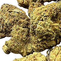 Orange Mintz Indoor Clásica