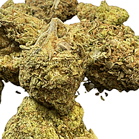 Orange Mintz Indoor Clásica