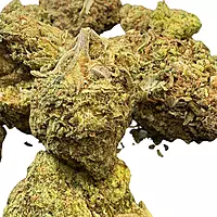Orange Mintz Indoor Clásica
