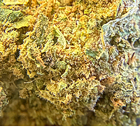 Orange Mintz Indoor Clásica