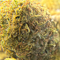 Orange Mintz Indoor Clásica