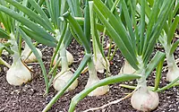 White Onion |வெள்ளை வெங்காயம்