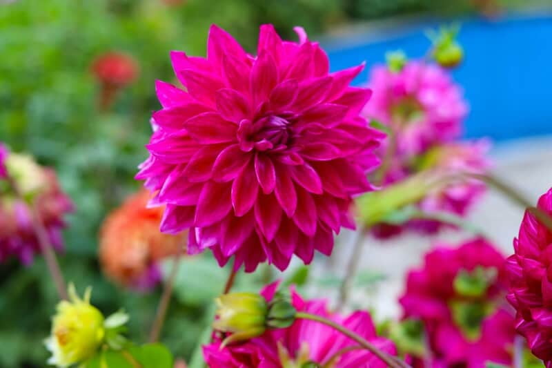 கோஸ்டாலிய பூ | Kostaliya Poo