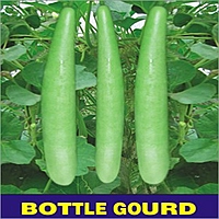 Bottle - Bottle gourd | பாட்டில் சுரைக்காய்