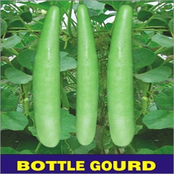 Bottle - Bottle gourd | பாட்டில் சுரைக்காய்