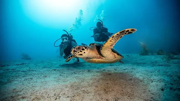 Basic Open Water PADI Course