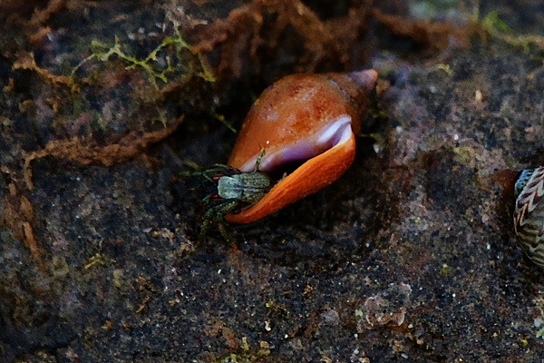 Orange Leg Dwarf Reef Hermit Crab S Cortez (Clibanarius sp.)