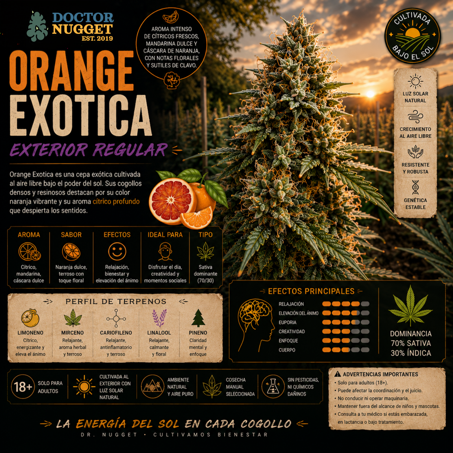Dr. Nugget Orange Exotica THC Flor