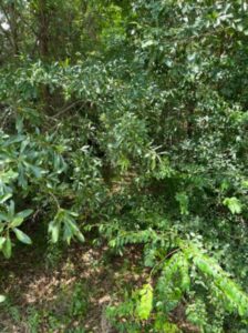 310 Ozan Ave - Affordable Vacant Lot Easy Power Access in Prescott, AR