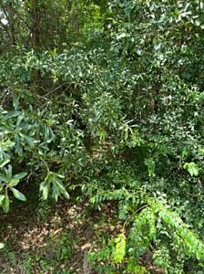 310 Ozan Ave - Affordable Vacant Lot Easy Power Access in Prescott, AR