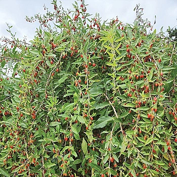 Phoenix Tears Goji Berry