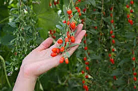 Phoenix Tears Goji Berry