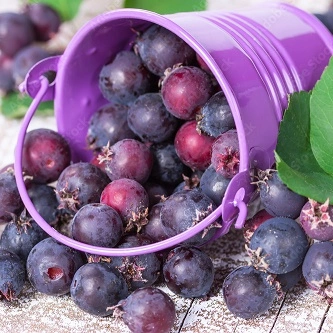 Northline Saskatoon Berry