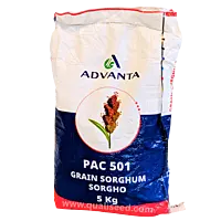 SORGHUM PAC 501