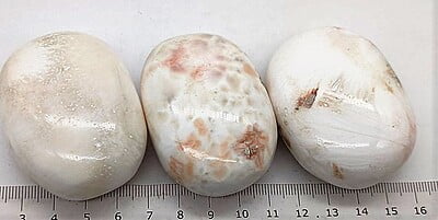 Scolocite Palmstones (India)