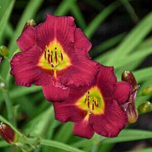 PARDON ME DAYLILY (HEMEROCALLIS 'PARDON ME')