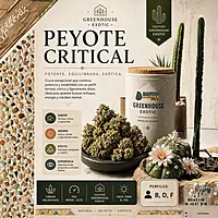 Dr. Nugget Peyote Critical THC Flor