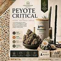 Dr. Nugget Peyote Critical THC Flor