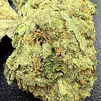 Peyote Critical Greenhouse Exotic