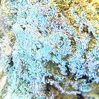 Peyote Critical Greenhouse Exotic