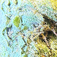 Peyote Critical Greenhouse Exotic