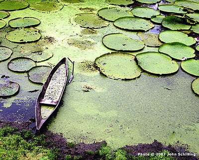Peru Lilies Notecard