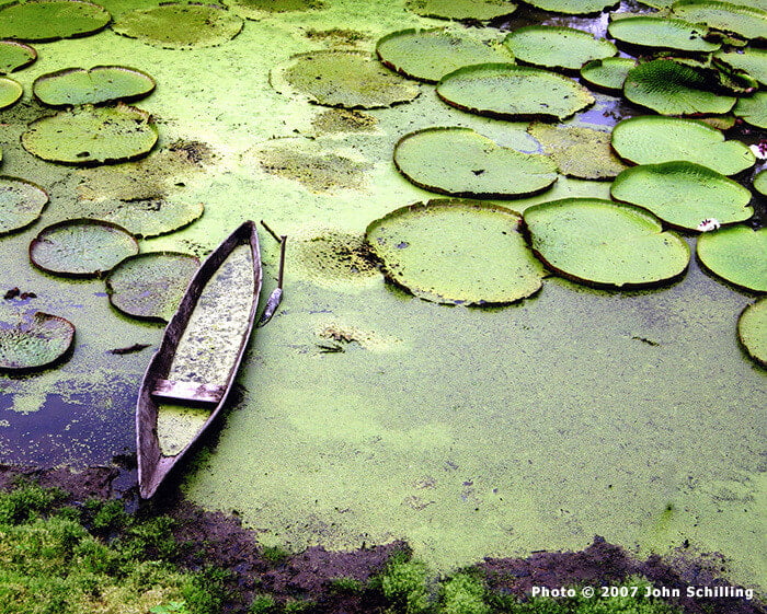 Peru Lilies Notecard